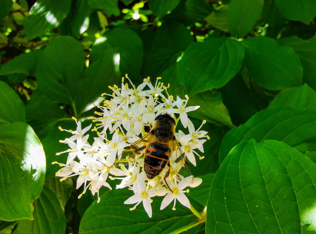 пчелка - жанна janna