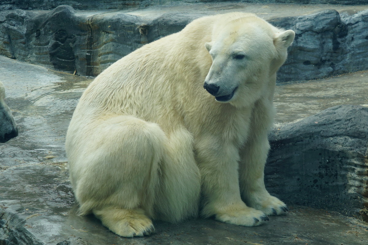 Белая медведица - Сергей Беляев