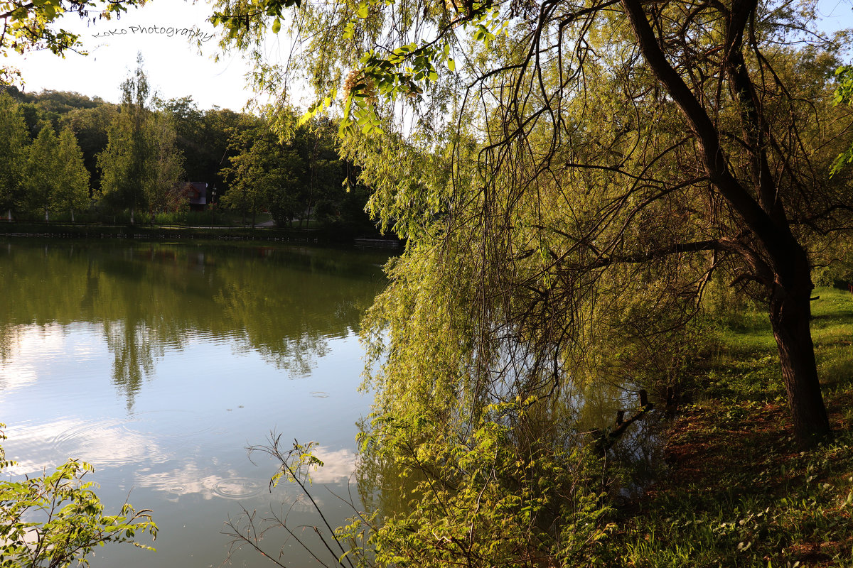 Lake and tree - Nikola Ivanovski