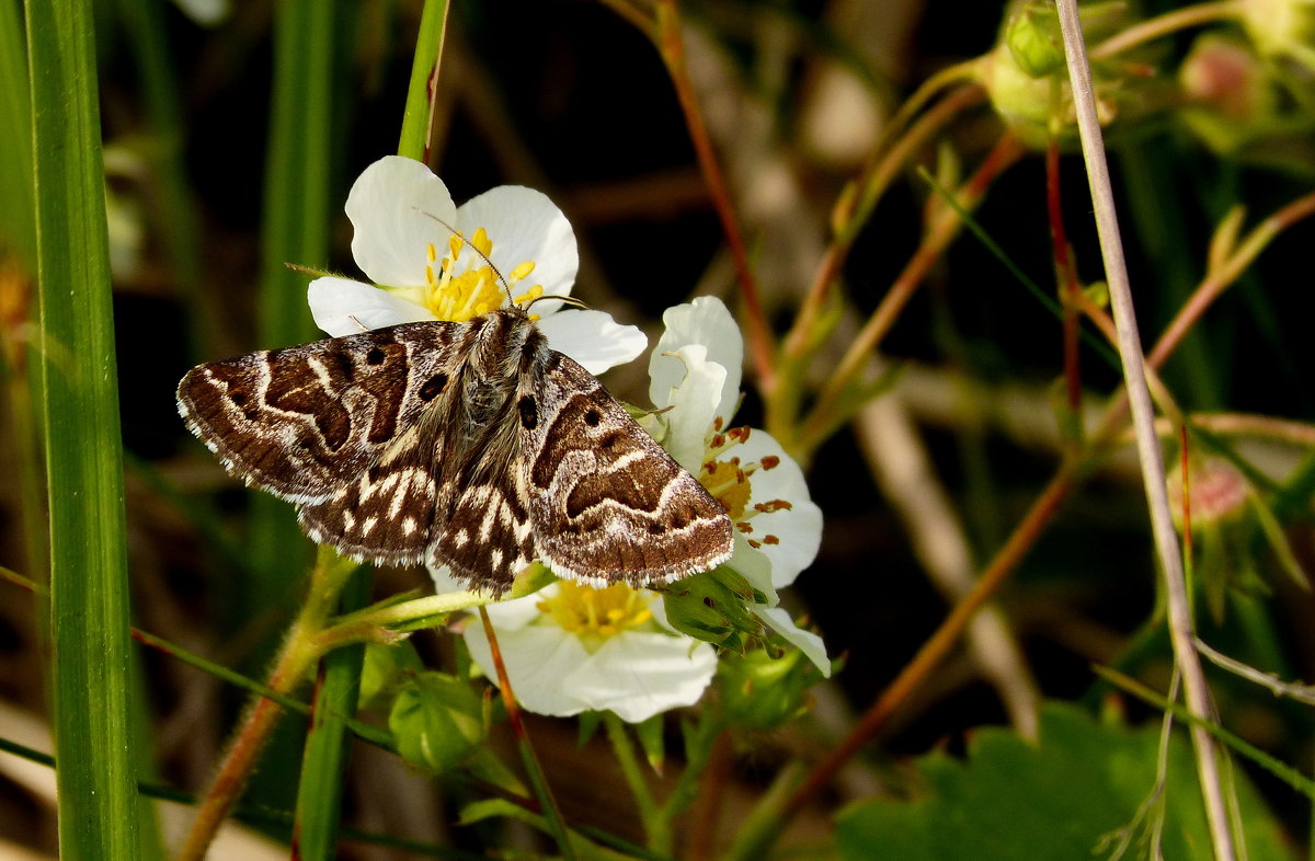 бабочки майского луга 2 - Александр Прокудин