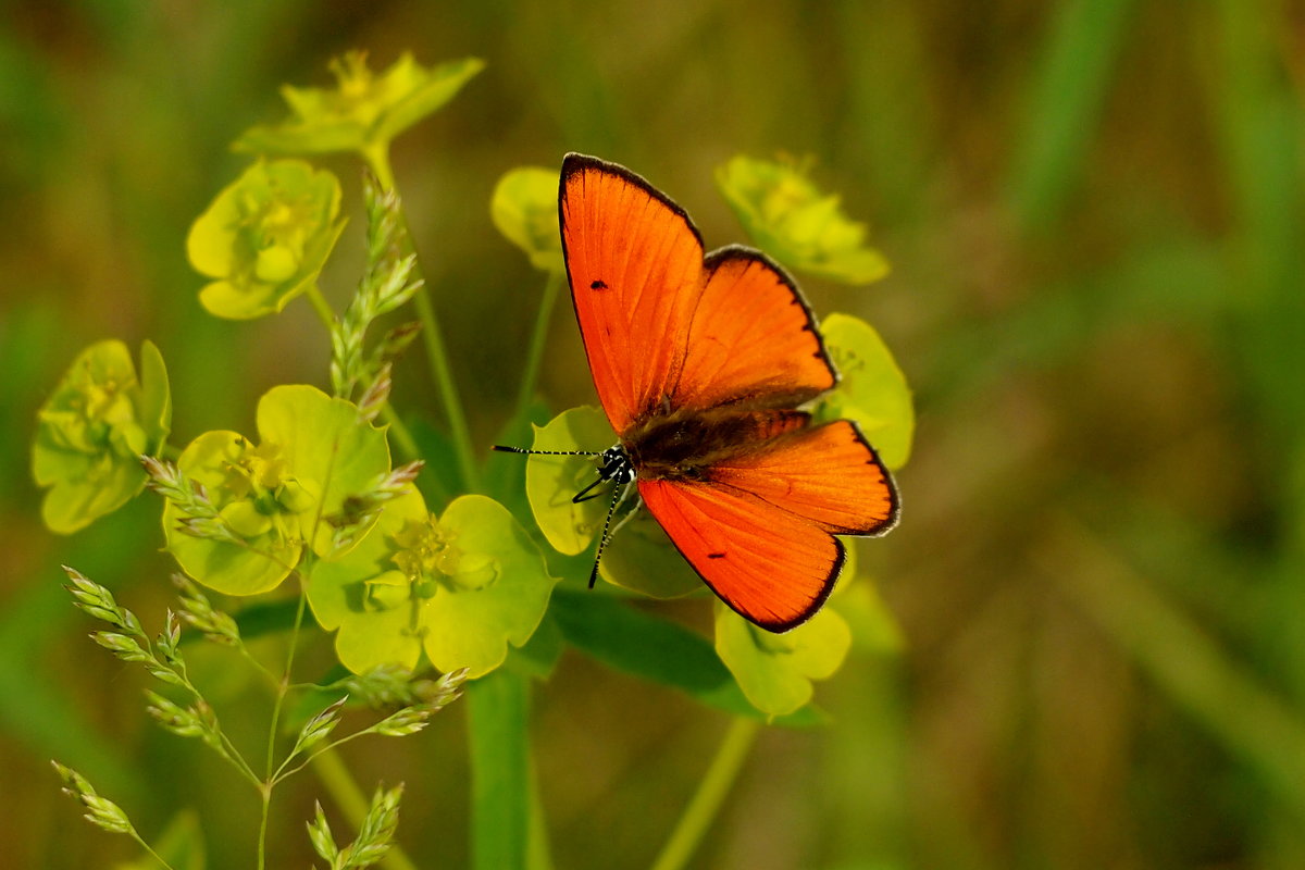 бабочки майского луга 4 - Александр Прокудин
