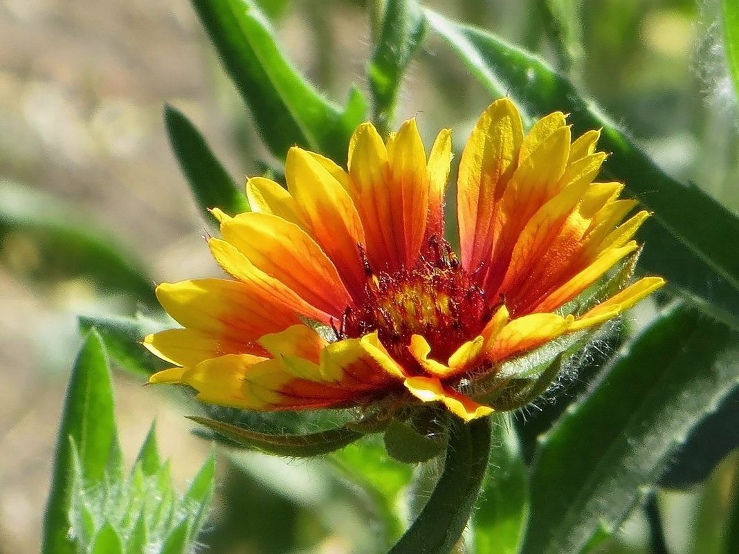 Гайлардия - красивое садовое растение с крупными солнечными цветками - Татьяна Смоляниченко