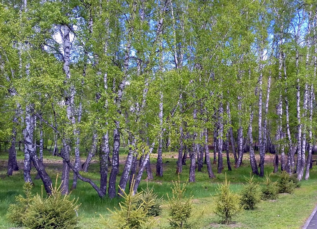 Прекрасный май . - Мила Бовкун