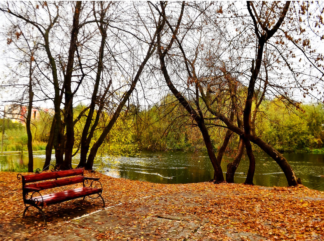 скамейка в осеннем городском парке - Гера Dolovova