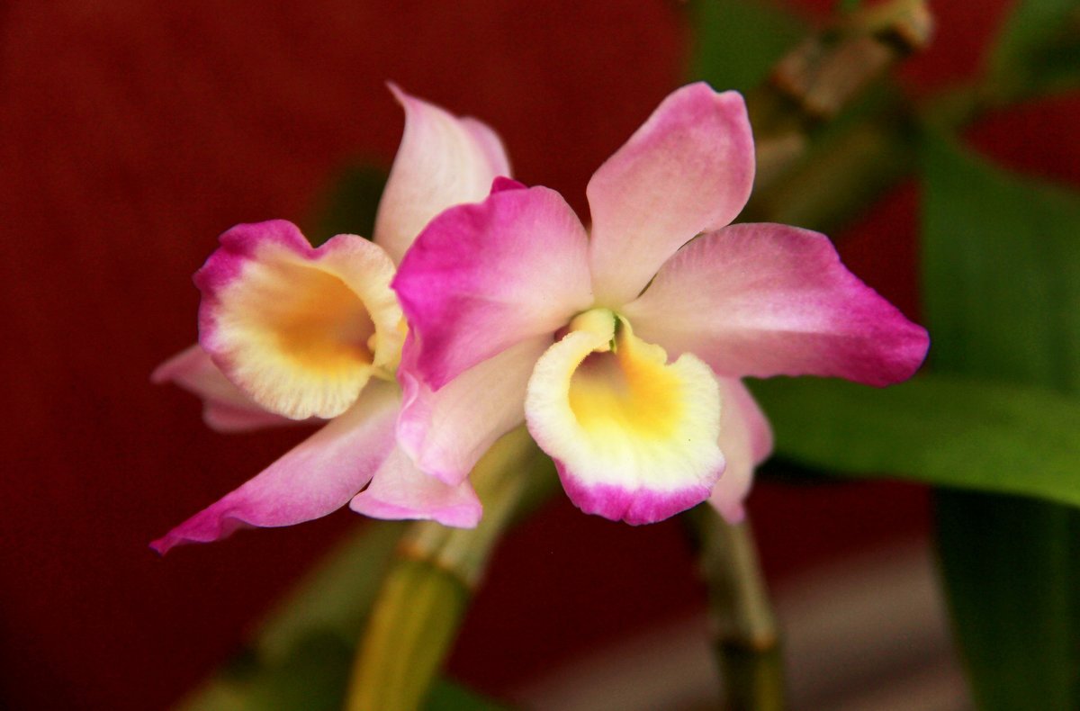 Моя Орхидея-1 - Любовь 