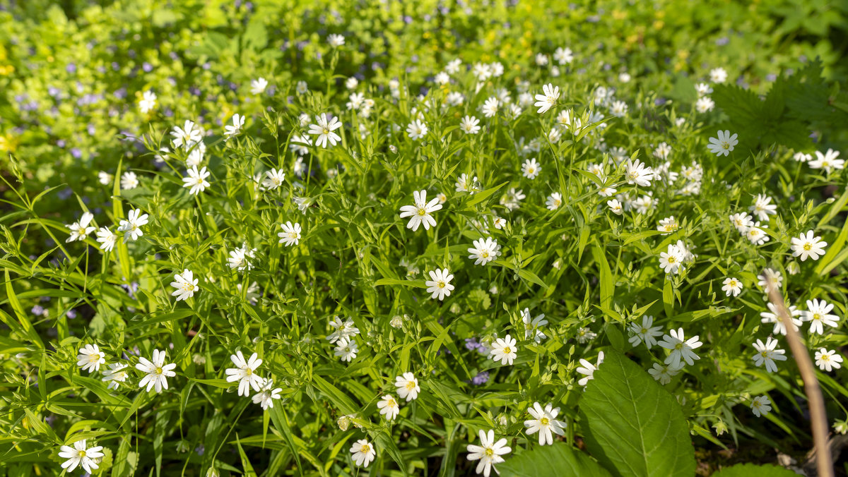 Звездчатка ланцетолистная  (Stellaria holostea) - Сергей Батурин