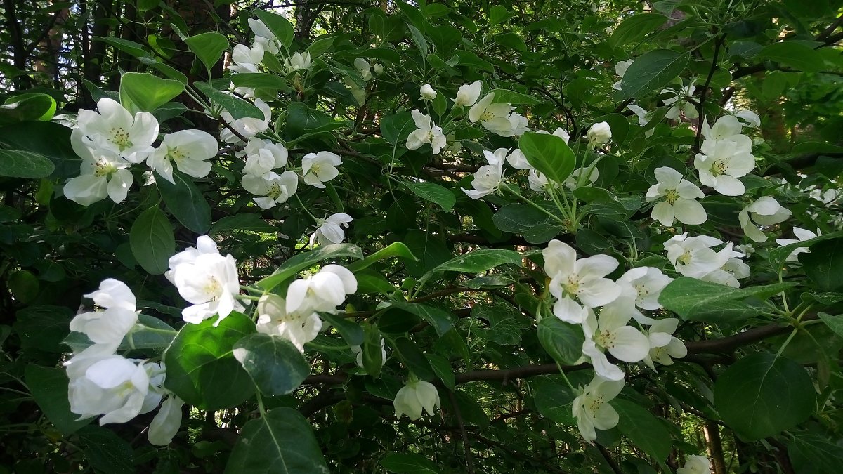 Яблоня в  цвету - Елена Павлова (Смолова)