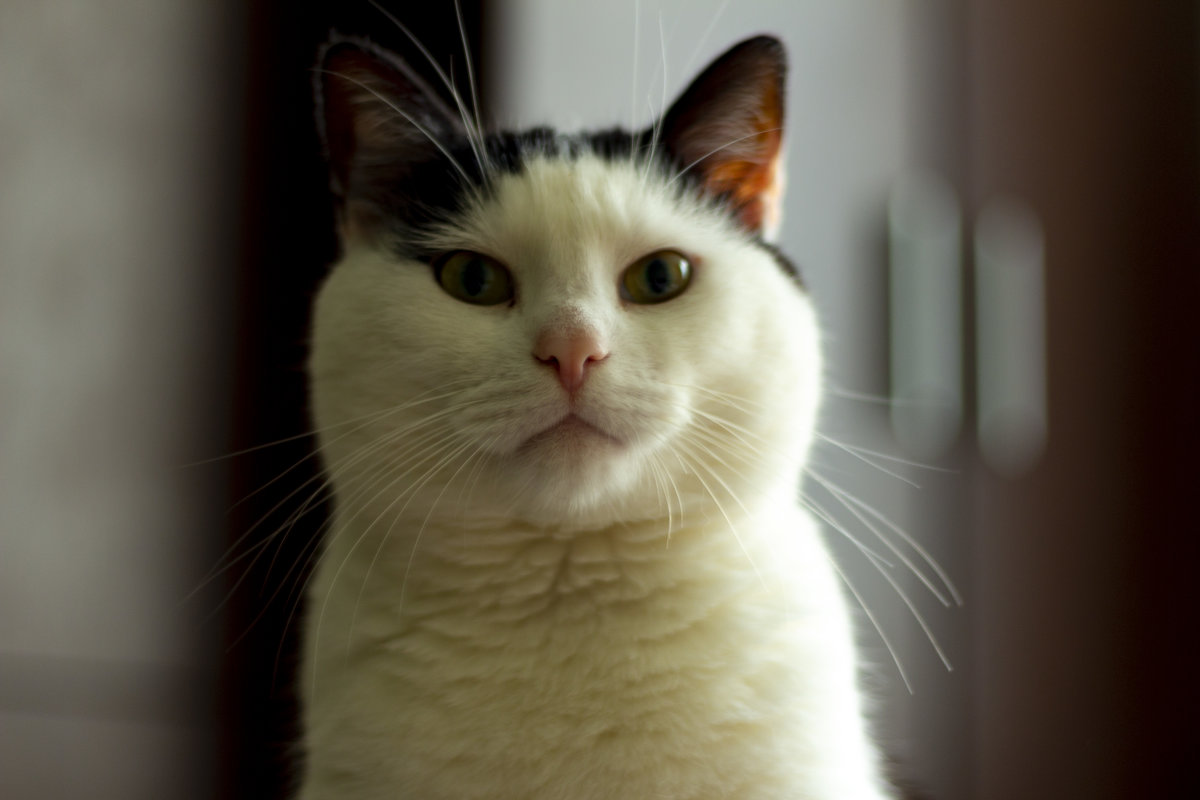 портрет друга- от бездомного котёнка-заморыша  на улице  до взрослого, благодарного  кота в доме - Юрий Шамсутдинов