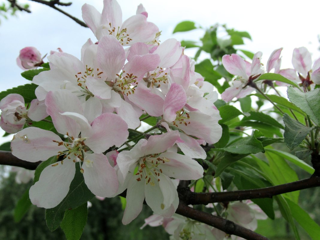 Яблоня в цвету - Елена Павлова (Смолова)
