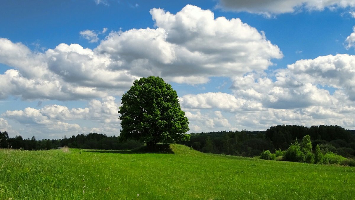 Одинокий дуб на зелёном поле - Милешкин Владимир Алексеевич 