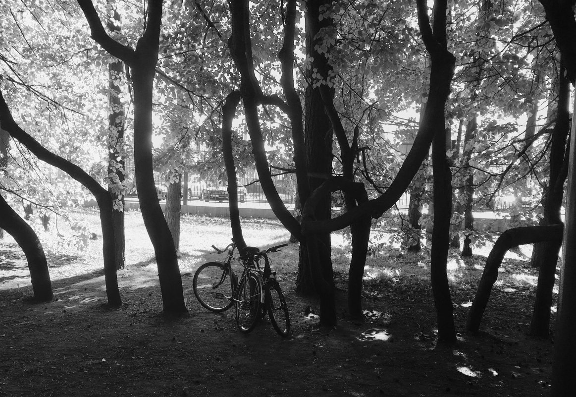 Велосипеды на аллее к Ботаническому саду. - Дмитрий Шишкин