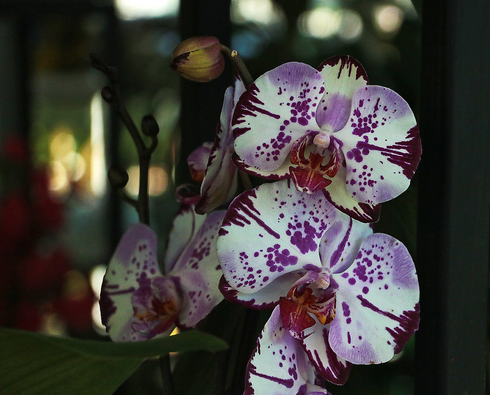 Орхидея - Светлана 