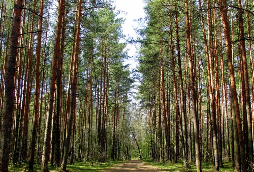 Дорога в сосновом лесу - Leonid Tabakov