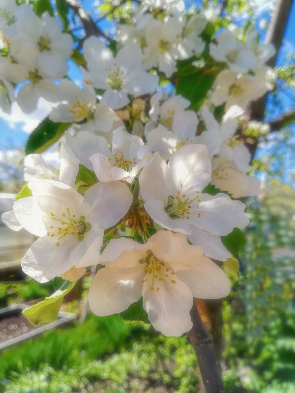 Яблони в цвету - Vladimbormotov 