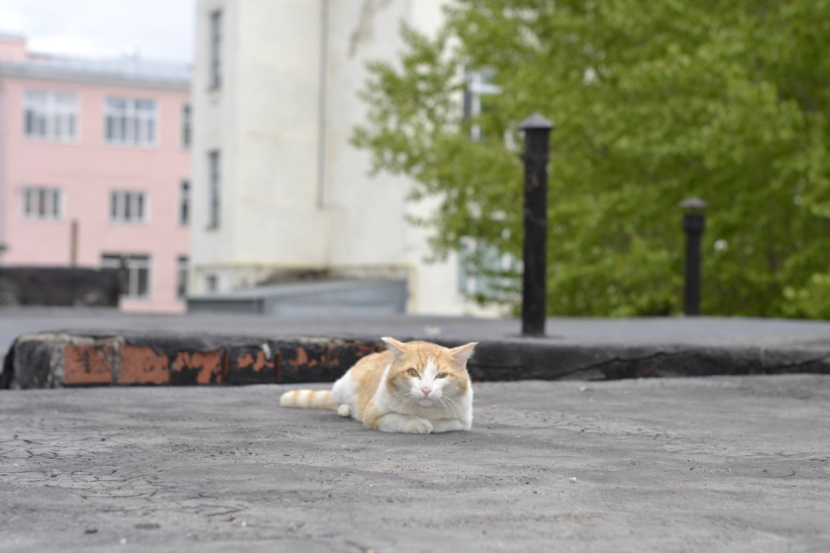 кот на крыше - Елена Бирюкова