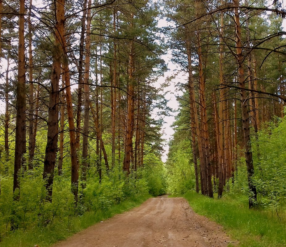 Лесной коридор в июне. - Мила Бовкун