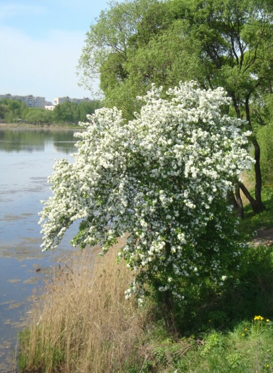 красавица колпинская - голубева елена 