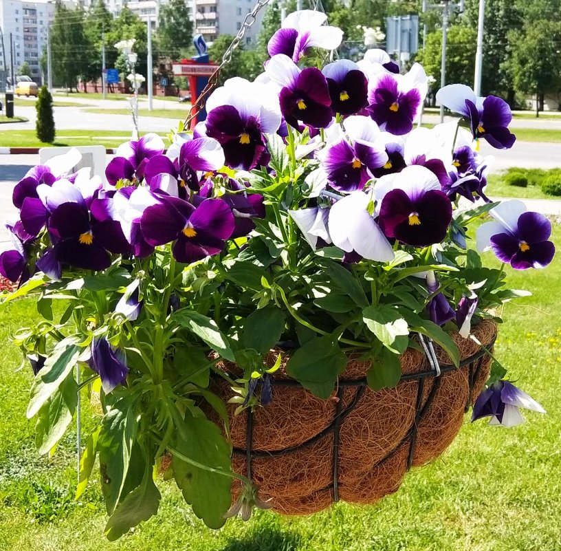 Цветы в городе - Галина Бобкина