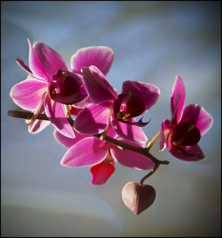 До сих пор в наших душах цветут орхидеи ... - Сергей Порфирьев
