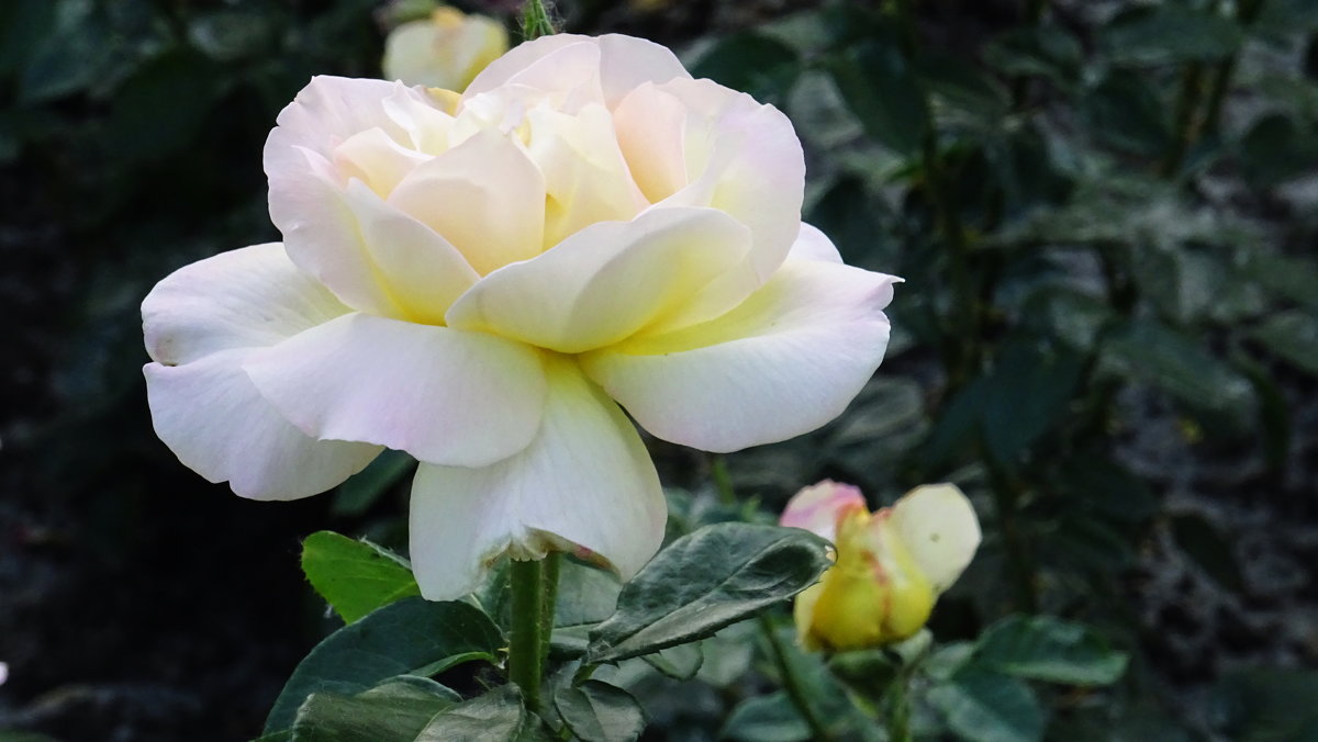 Белая роза - Татьяна Р 