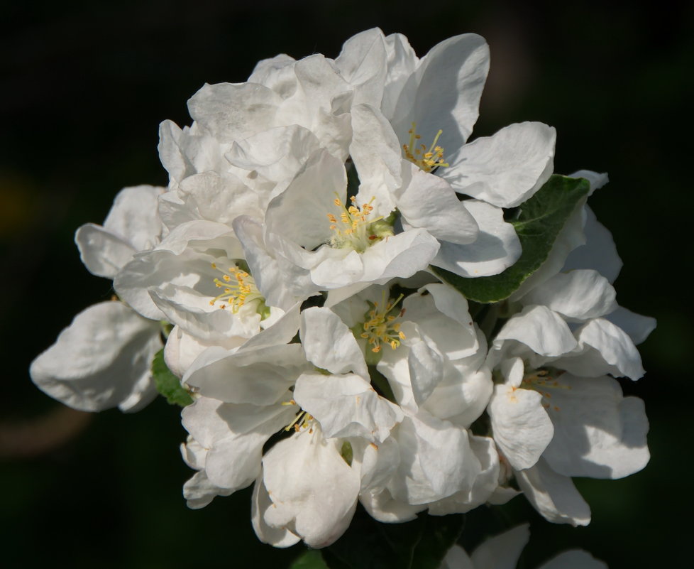 Яблоневый цвет - lady v.ekaterina