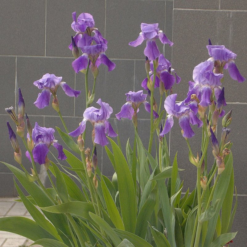 Фиолетовые оттенки лета - 3 - Фотогруппа Весна