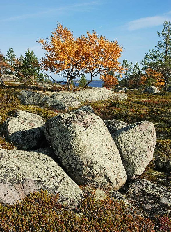 Осень в саду камней - Сергей Курников