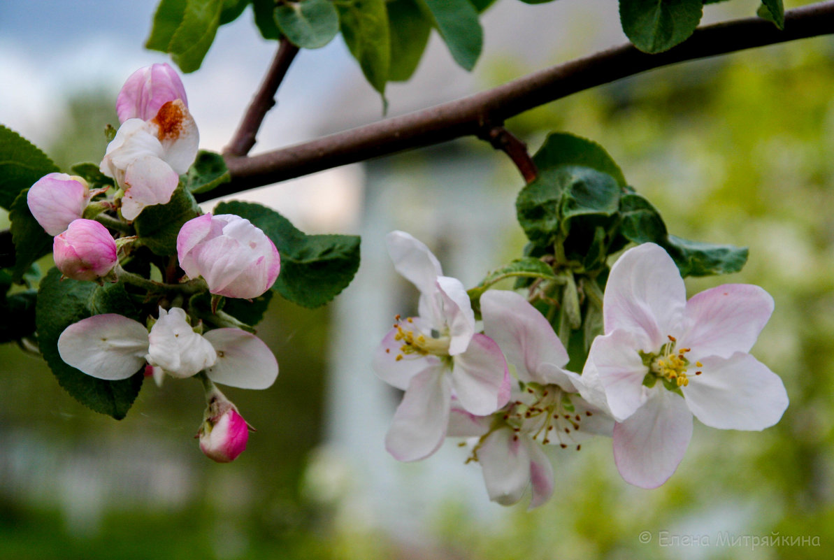 Яблони в цвету - Елена Митряйкина