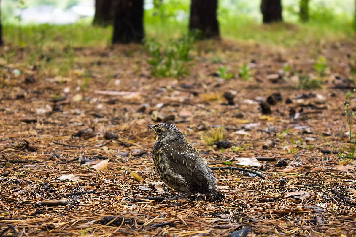 Angry birds или встреча в лесу - Дмитрий Костоусов