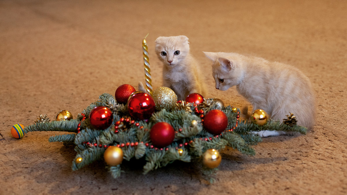 Новогоднее фото с кошками - Николай Орехов