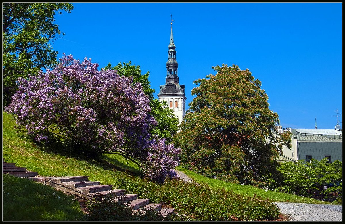 Tallinn - Jossif Braschinsky