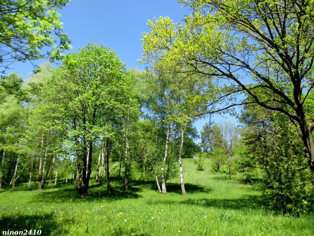 Кисловодск. В курортном парке - Нина Бутко