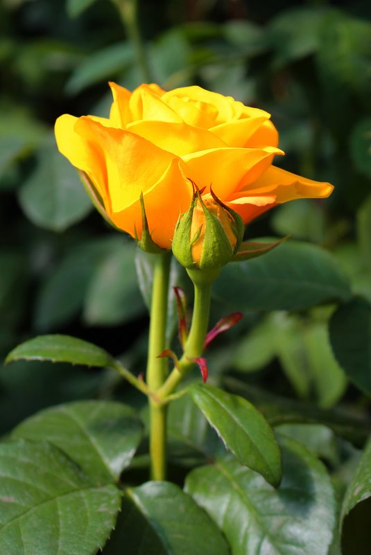Жёлтая роза - Larisa 