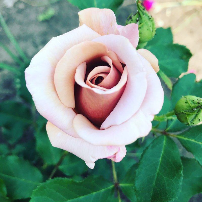 Первая роза этого года в моем саду. - Светлана Ященко