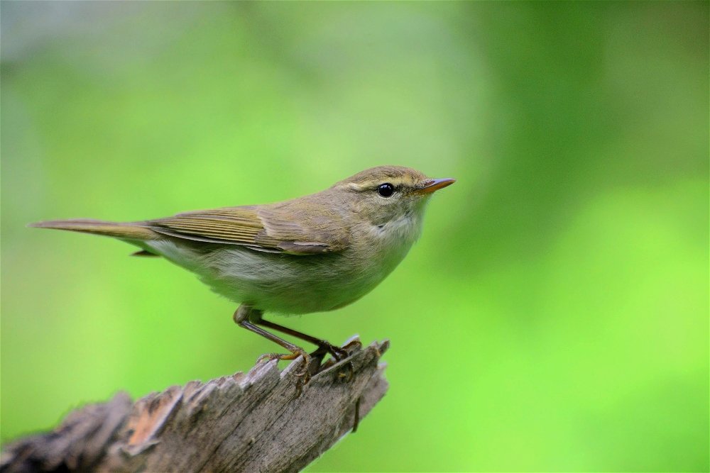 Зелёная пеночка (Phylloscopus trochiloides) - Иван 