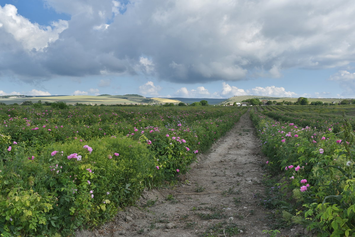 Тургеневка Долина роз Крым