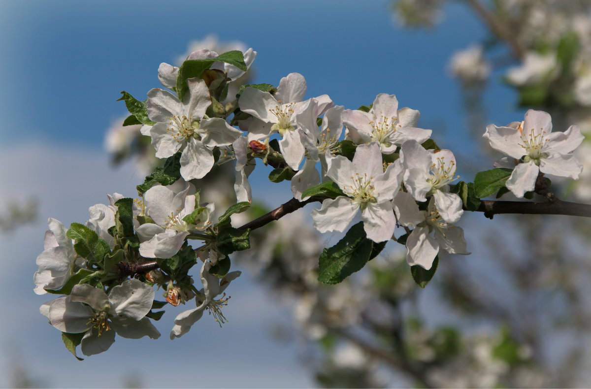 Веточка цветущей яблони - lady v.ekaterina