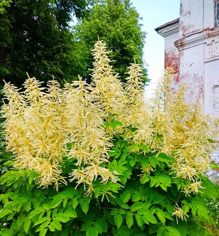 Летний букет - Галина Бобкина