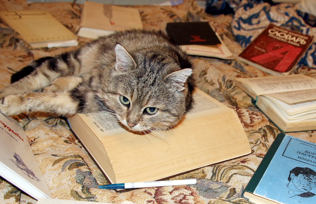 Учёный кот - толик токарев 