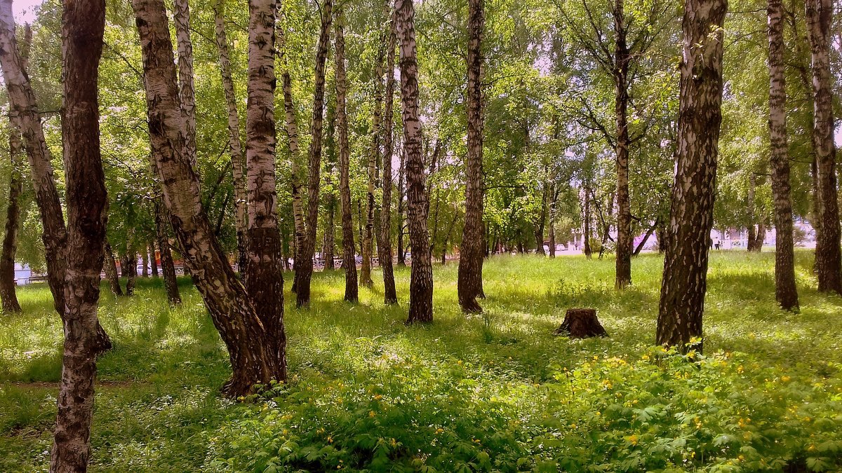 Чудесный летний день . - Мила Бовкун