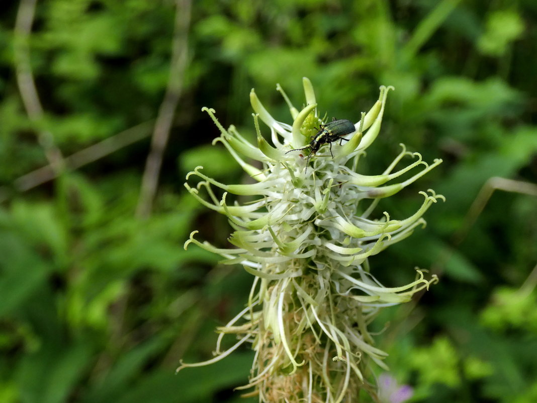 Цветок с жуком - Heinz Thorns