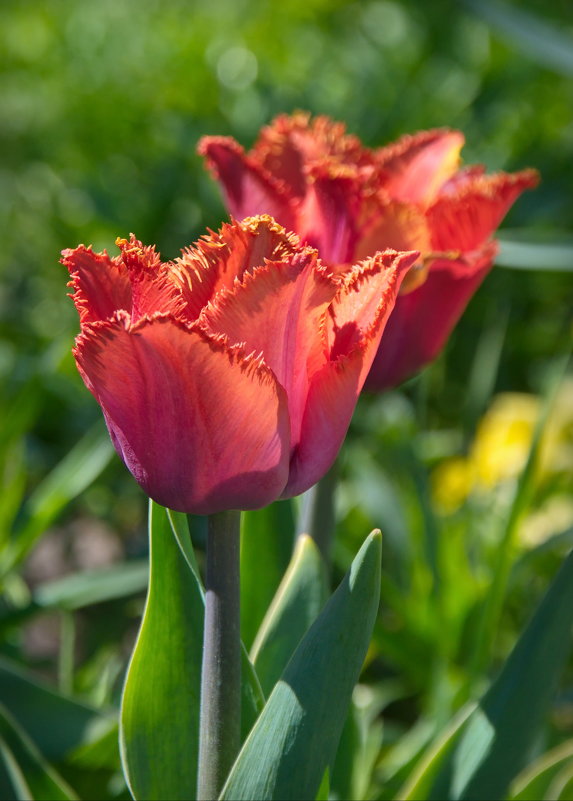 Тюльпаны - lady v.ekaterina