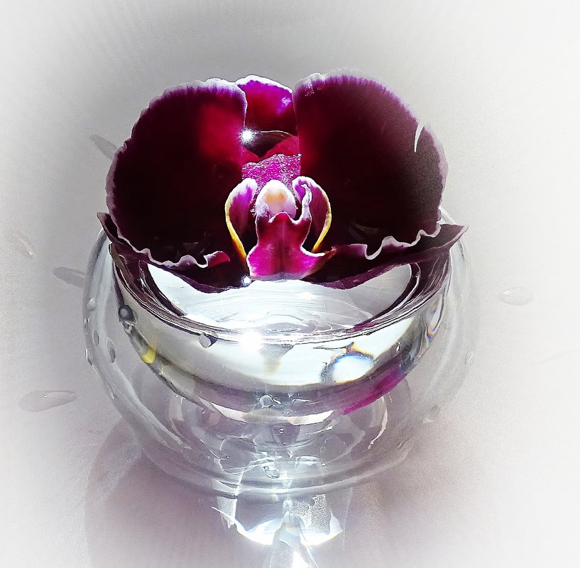 Цветок орхидеи - Мishka 298