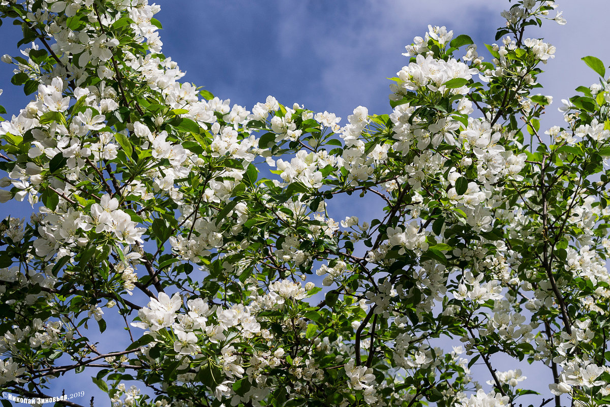 Яблоня ягодная цветёт на Севере (12 июня) - Николай Зиновьев