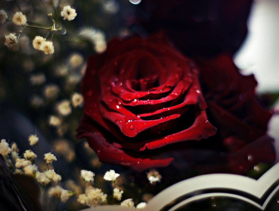 Роза для любимой!!! - Андрей Ананьев 