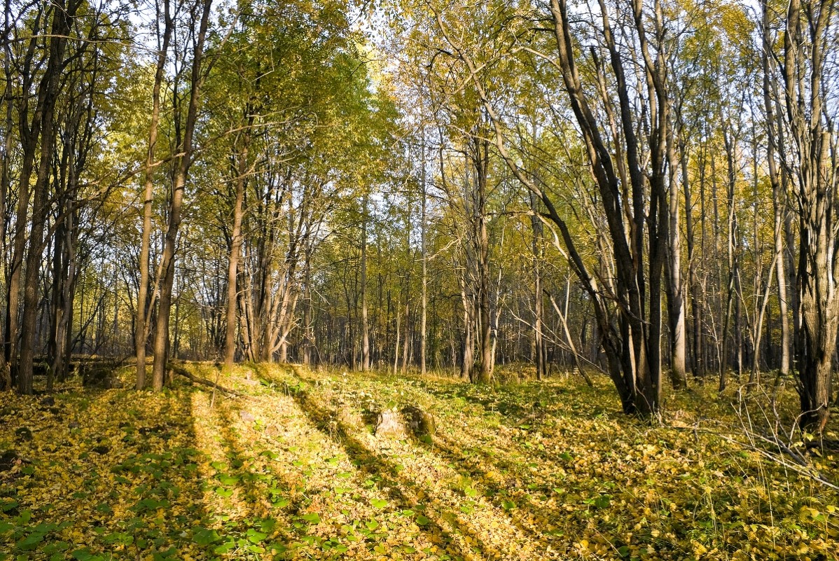 Осенний лес. - Андрей Ярославцев