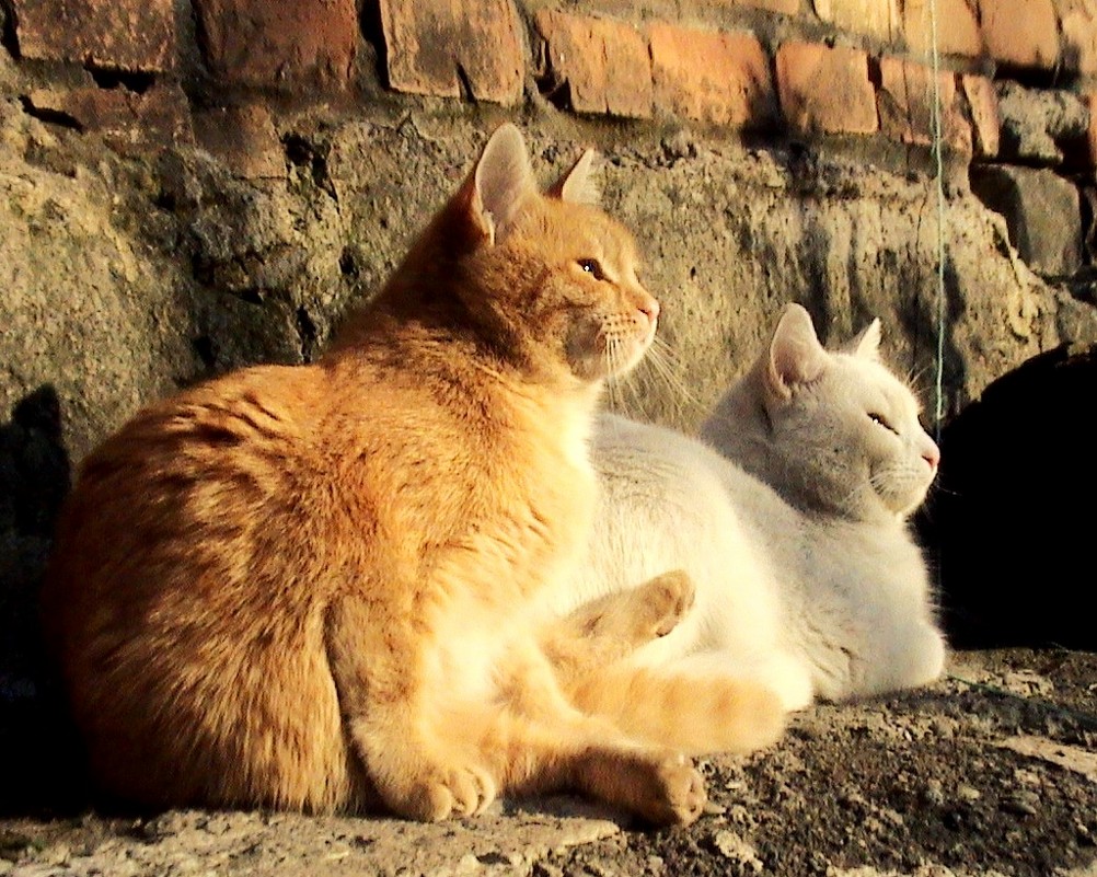 Кошки в лучах закатного солнца - Лера Николова