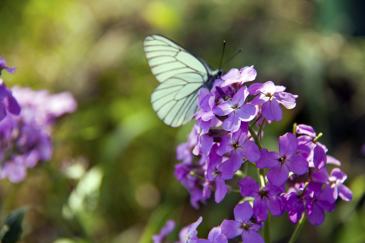 бабочка на цветке - Евгения Кец
