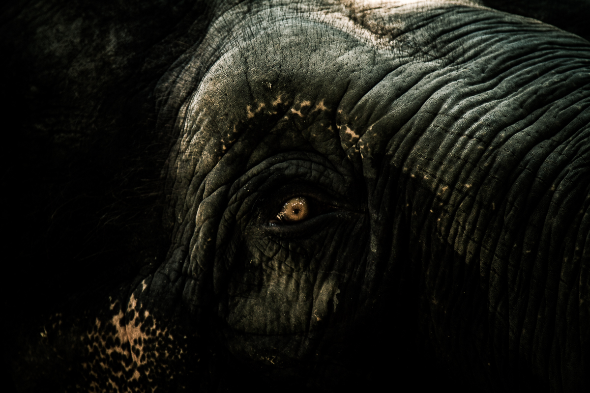честный глаз рассерженного слона - Vitaliy Mytnik