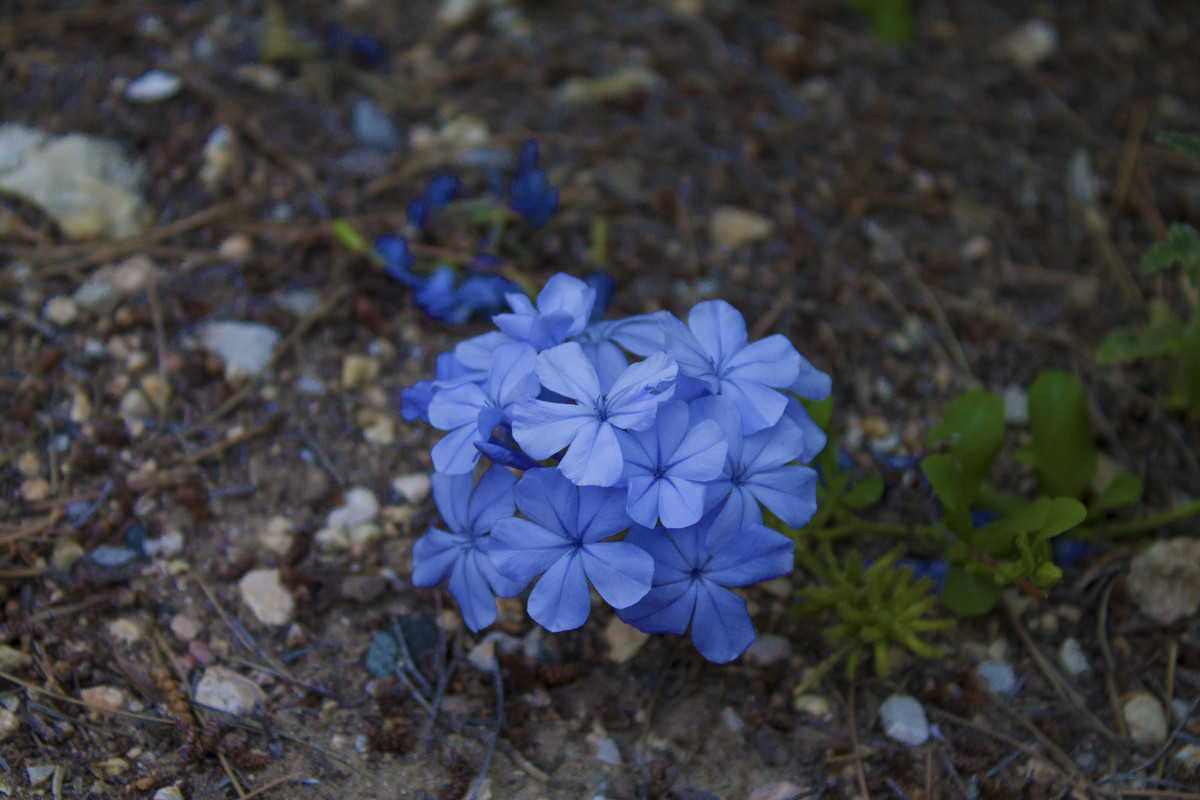 flor - noanoa delmar 